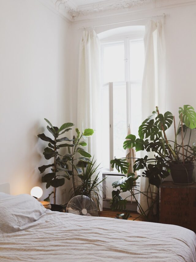 Best Plants to Keep in Your Bedroom