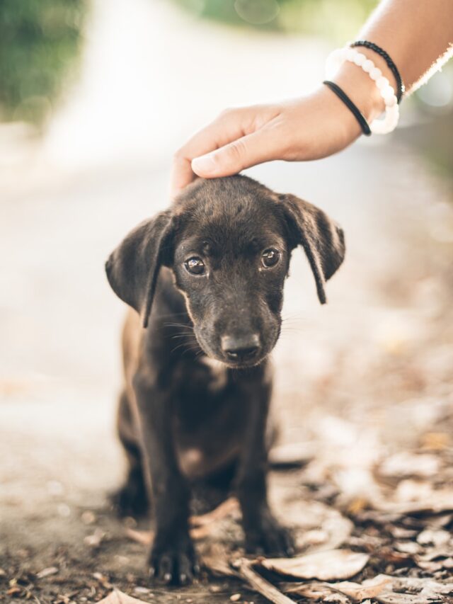 ANIMALS FOR ARMED FORCES SPECIAL ADOPTION EVENT OVER THE MEMORIAL DAY WEEKEND!