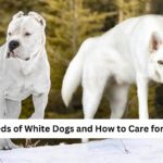 5 Breeds of White Dogs and How to Care for Them