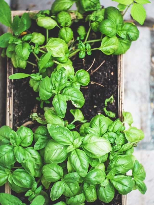 THE BENEFITS OF BASIL YOU MIGHT NOT KNOW