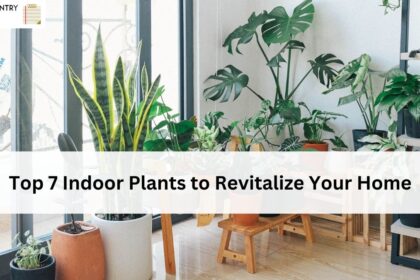 Top 7 Indoor Plants to Revitalize Your Home