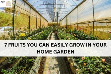 7 FRUITS YOU CAN EASILY GROW IN YOUR HOME GARDEN